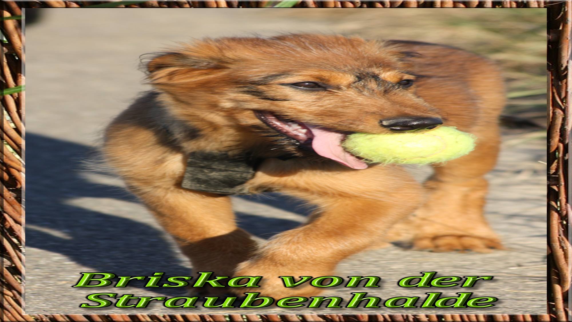 Wäller von der Straubenhalde